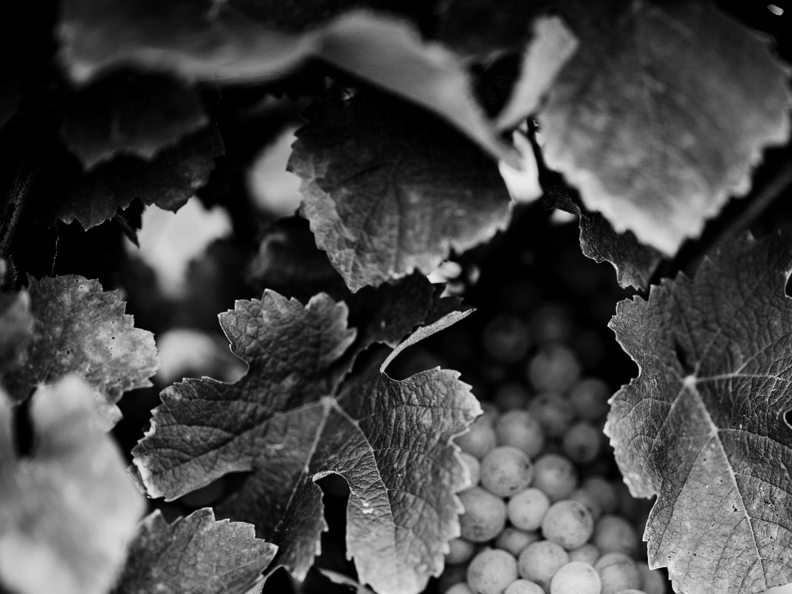 illustration Grapes